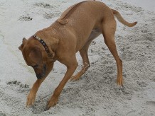 Sienna digging at the beach