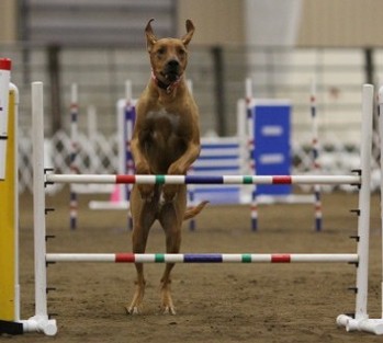 Indy doing agility at 2013 nationals